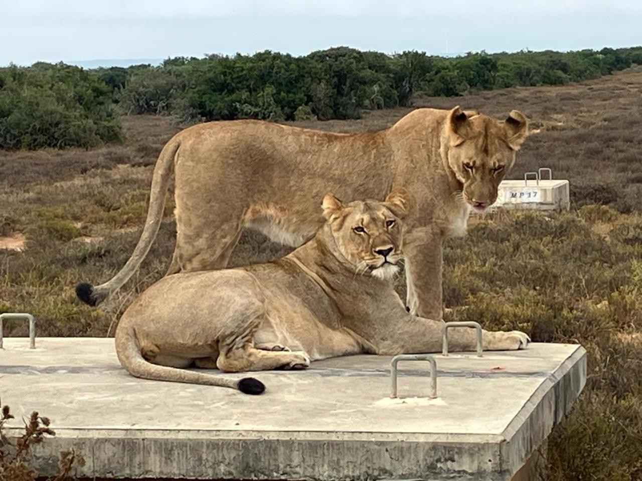 Kudu Ridge Game Lodge Addo Exterior foto