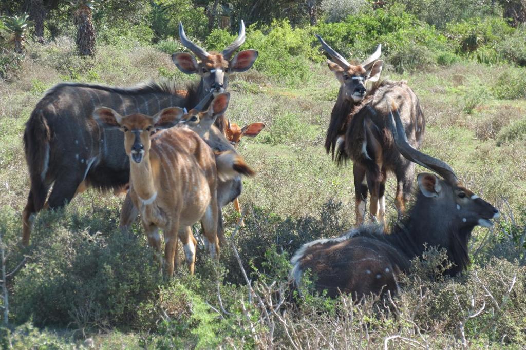 Kudu Ridge Game Lodge Addo Exterior foto